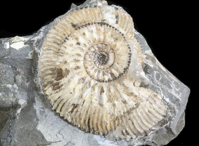 Wide Kosmoceras Ammonite - England #42637